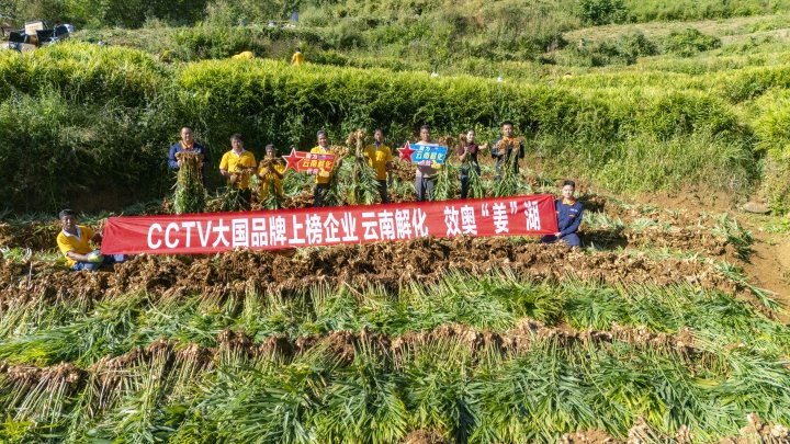 墨江象鼻村生姜大丰收！从莳植、施肥到采摘，，云南解化全程“呵护”